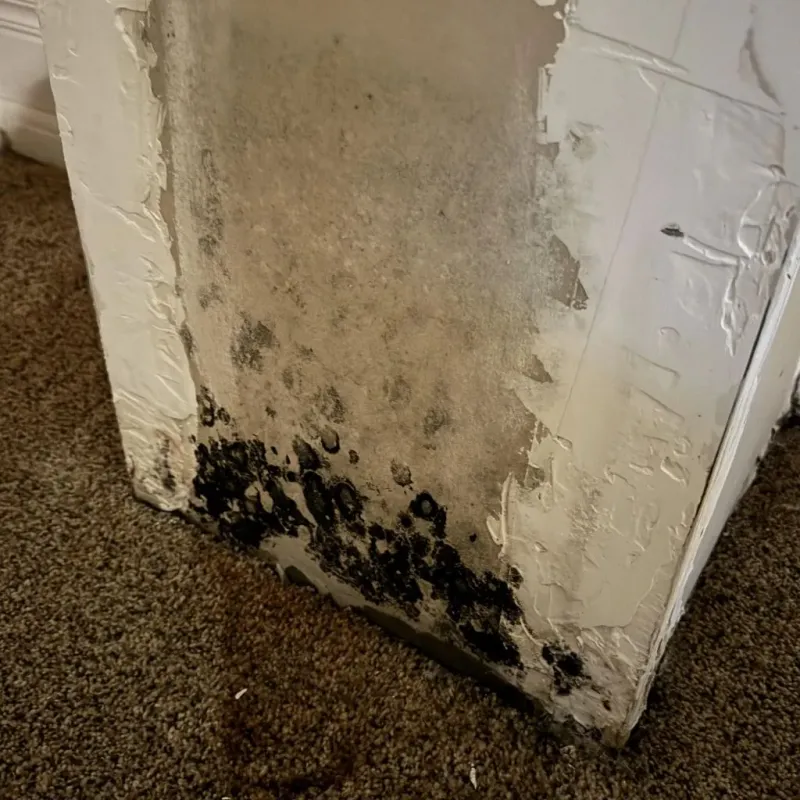 Professional Mold Removal in East End, AR